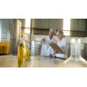 Técnico en Aceites de Oliva y Vinos
